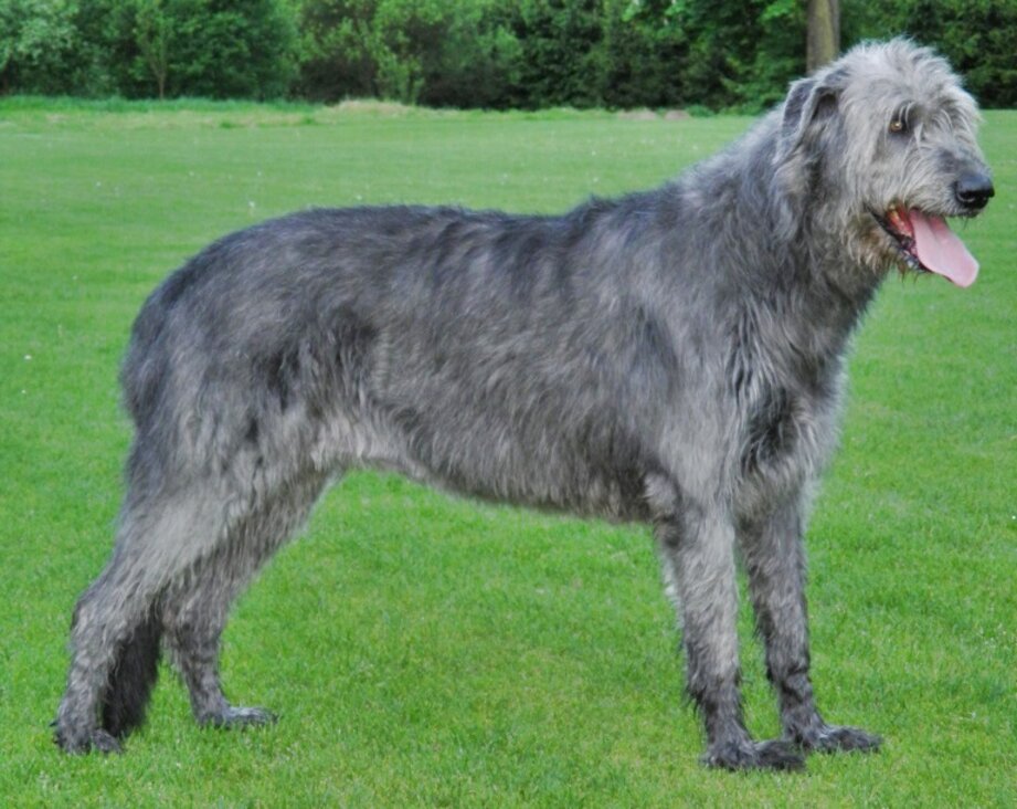 English Wolfhound for sale in UK | 58 used English Wolfhounds