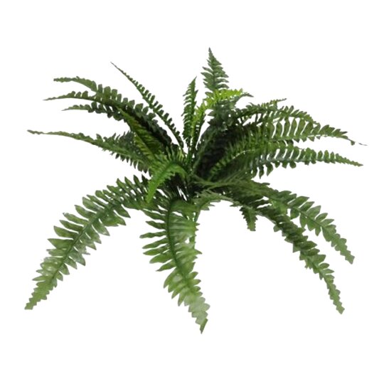 Large Fern for sale in UK | 68 used Large Ferns