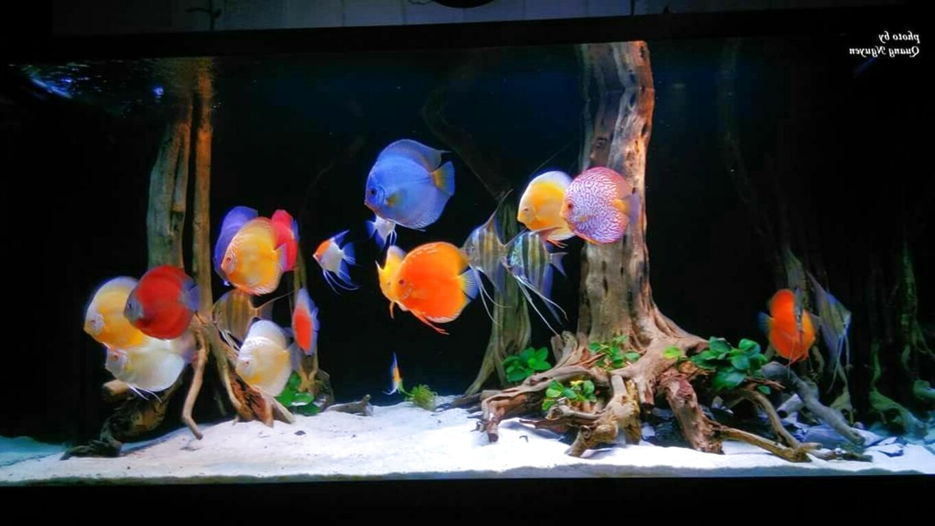 discus fish for sale near me