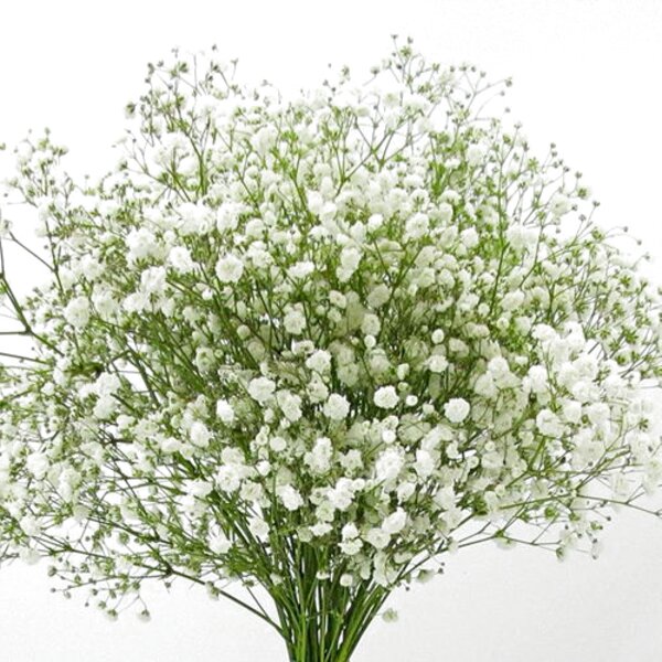 Gypsophila for sale in UK | 55 used Gypsophilas