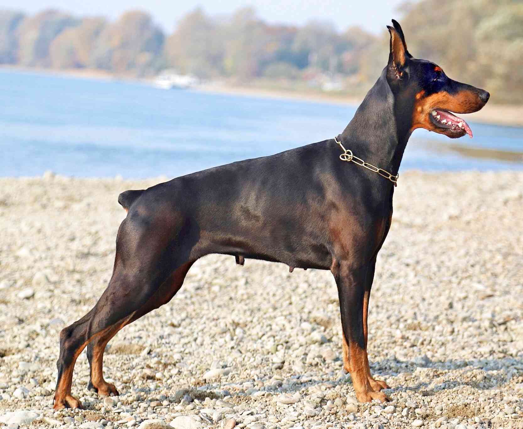 Doberman for sale in UK | 94 used Dobermans