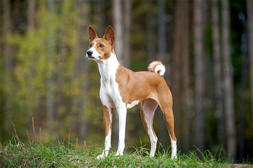 Basenji for sale in UK | 52 used Basenjis