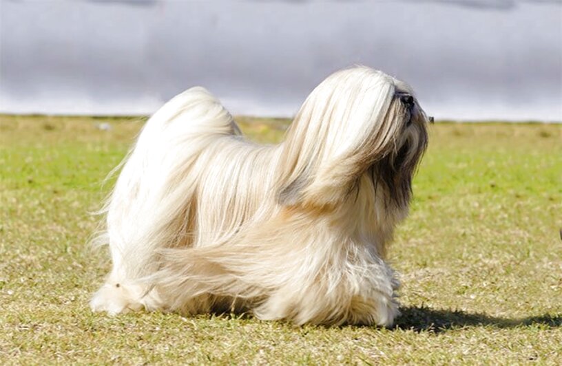 Lhasa Apso Dogs for sale in UK | 90 used Lhasa Apso Dogs