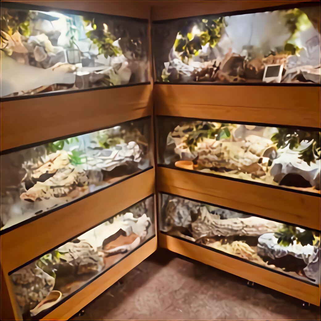 Reptile Rack for sale in UK | 60 used Reptile Racks