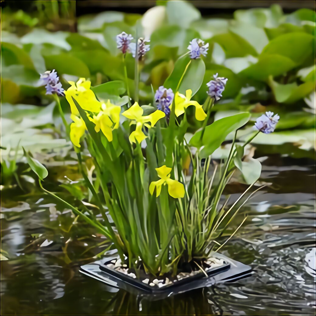 Fish Pond Plants for sale in UK 88 used Fish Pond Plants