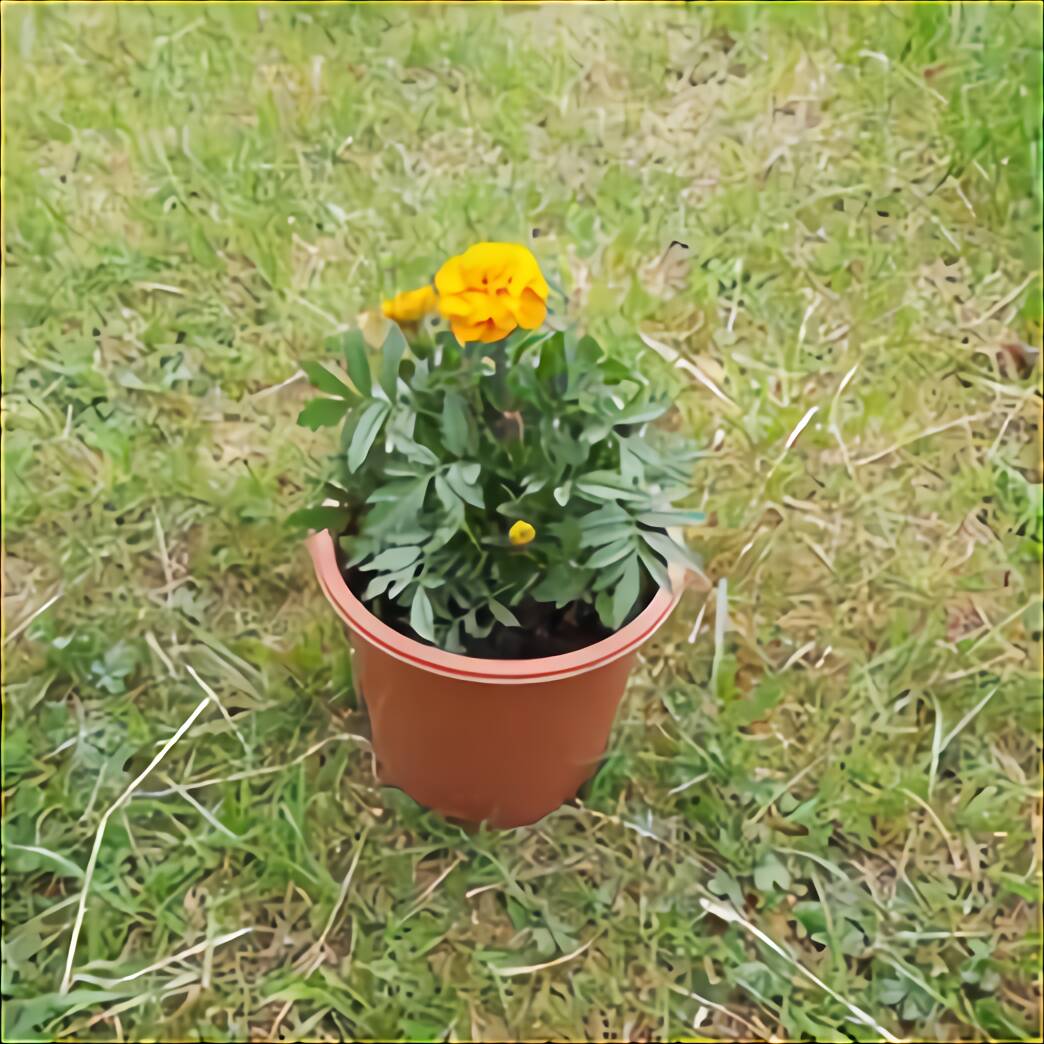 Marigold Flowers for sale in UK | View 25 bargains