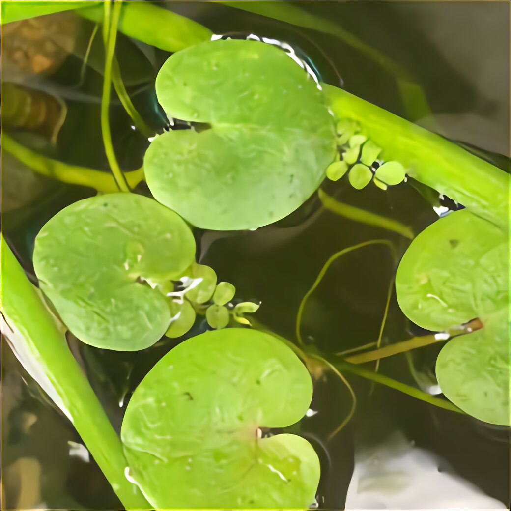 Pond plants for sale Idea