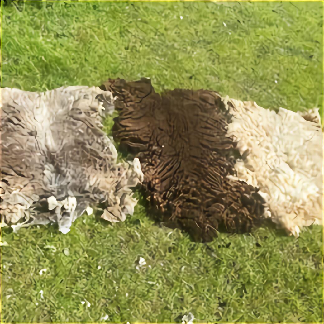 raw-sheep-fleece-for-sale-in-uk-72-used-raw-sheep-fleeces