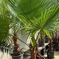 coconut palm tree for sale