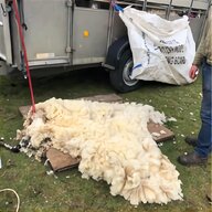 raw sheep wool for sale