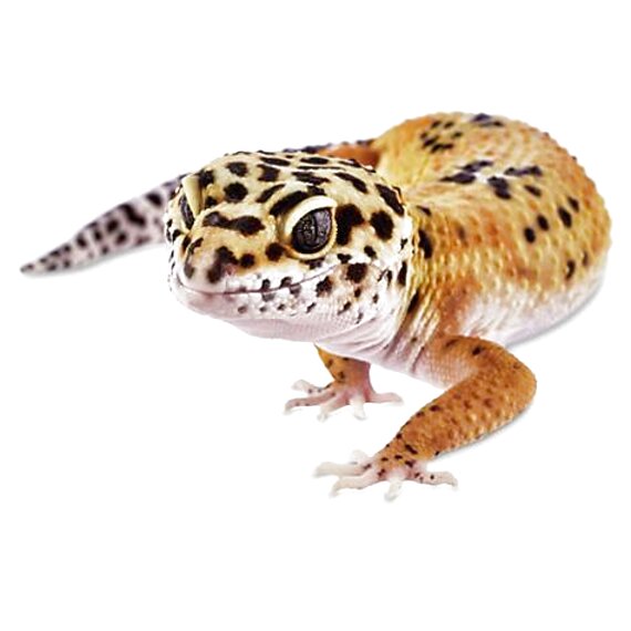 Gecko for sale in UK | 99 used Geckos