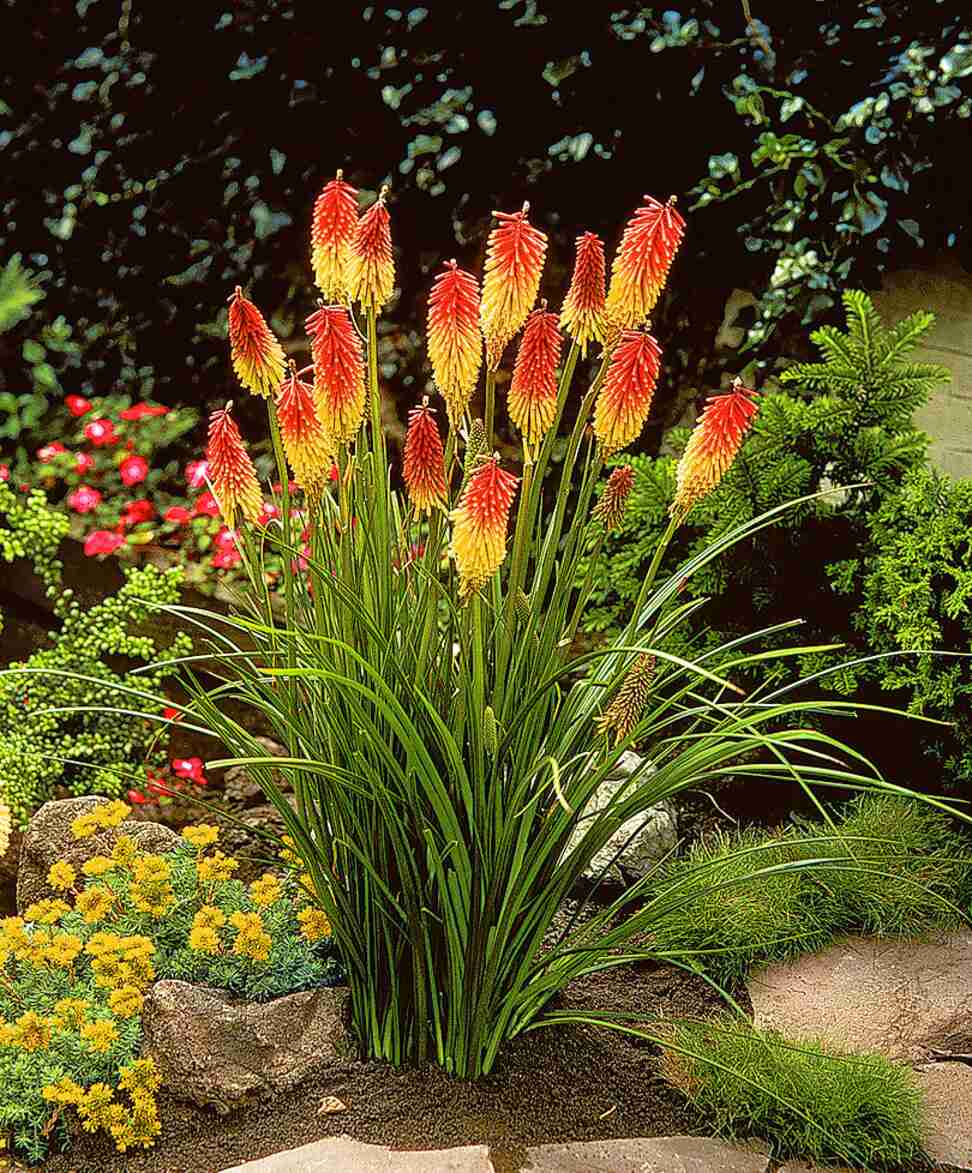 Red Hot Poker for sale in UK | 65 used Red Hot Pokers