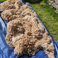 raw sheep wool for sale