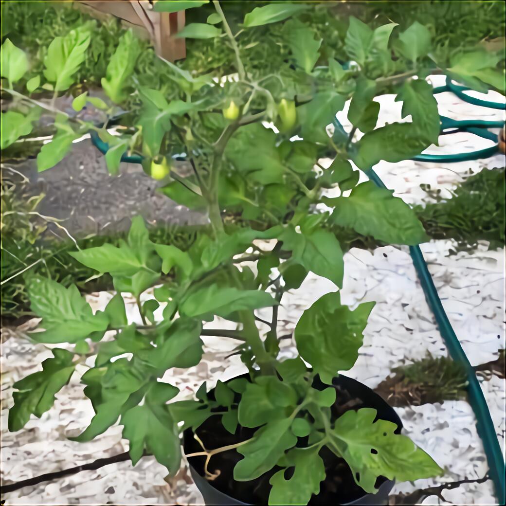 Cucumber Plants for sale in UK | 73 used Cucumber Plants