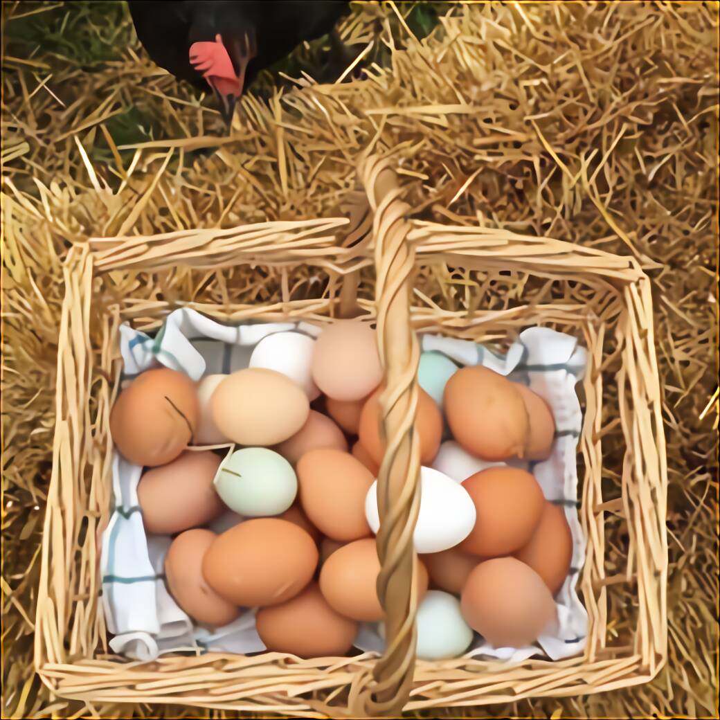 Mandarin Duck Eggs For Sale In UK 62 Used Mandarin Duck Eggs