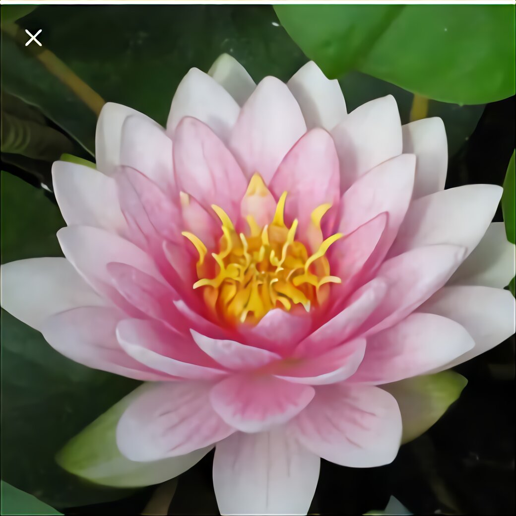 Water Lily For Sale In UK 82 Used Water Lilys   116272760 2716210808658915 7170685268181219653 N Water%2Blily 