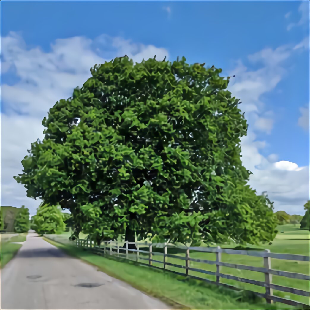 English Oak Tree for sale in UK 47 used English Oak Trees