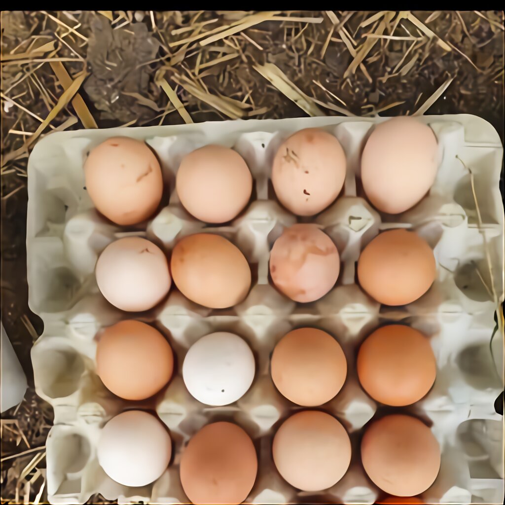 Rhode Island Red Fertile Eggs for sale in UK | 75 used Rhode Island Red ...