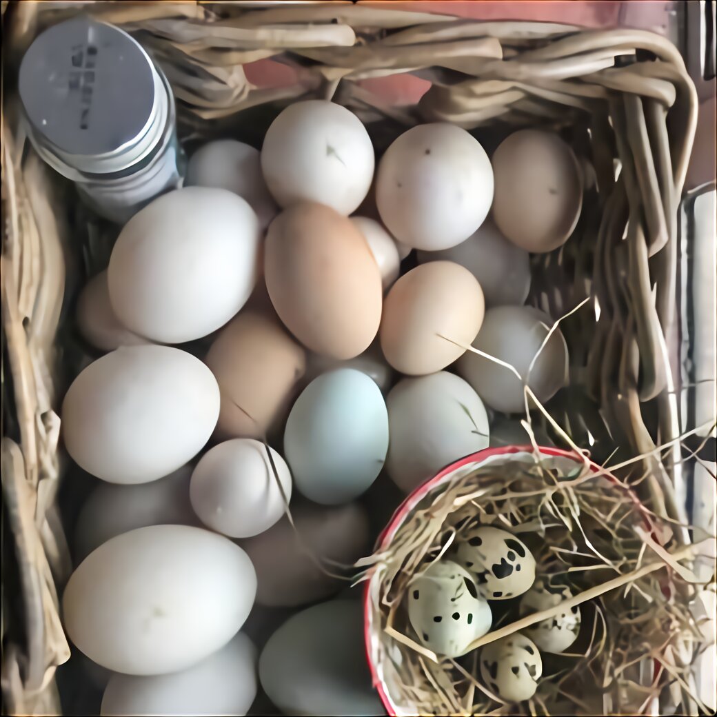 ducks hatching eggs