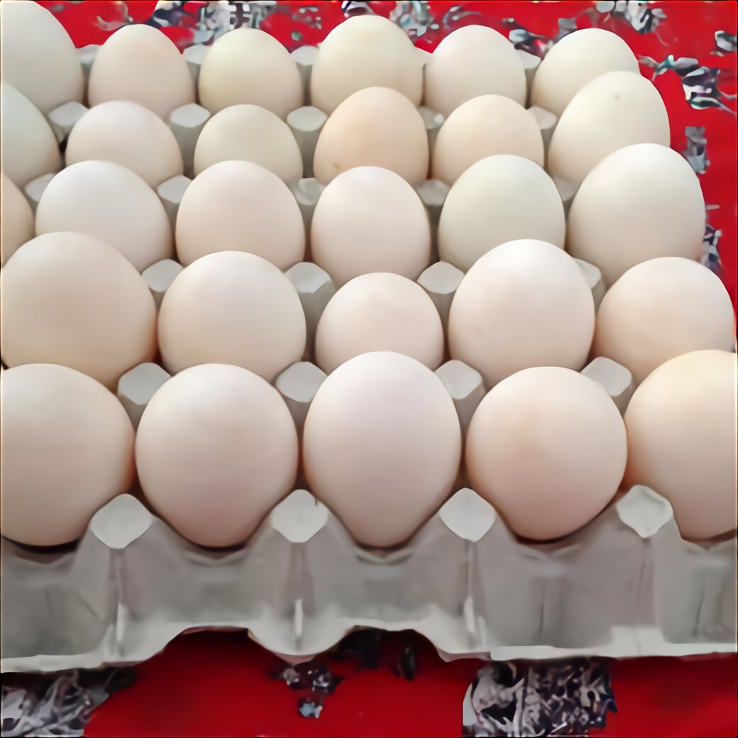 hatching duck eggs for sale