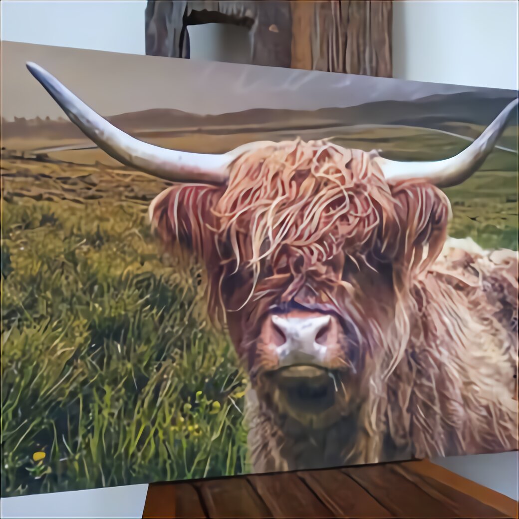 highland cattle for sale minnesota