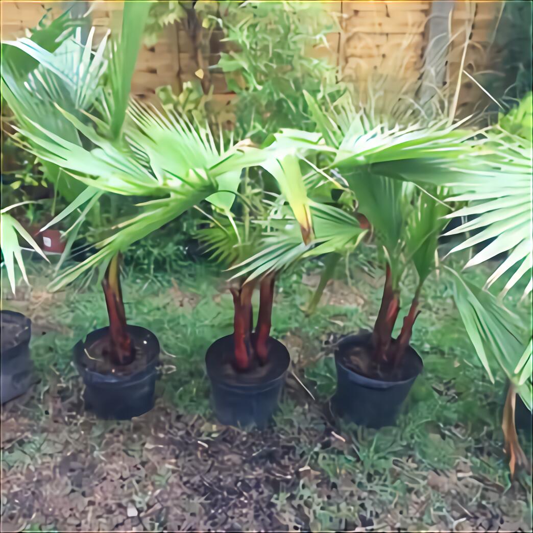 Coconut Palm Tree for sale in UK | 58 used Coconut Palm Trees