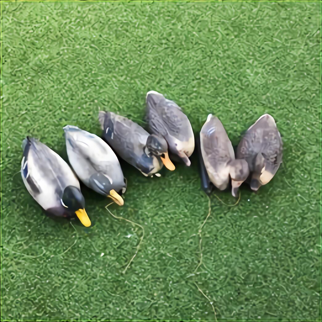 Pigeon Shell Decoys For Sale In UK | 57 Used Pigeon Shell Decoys