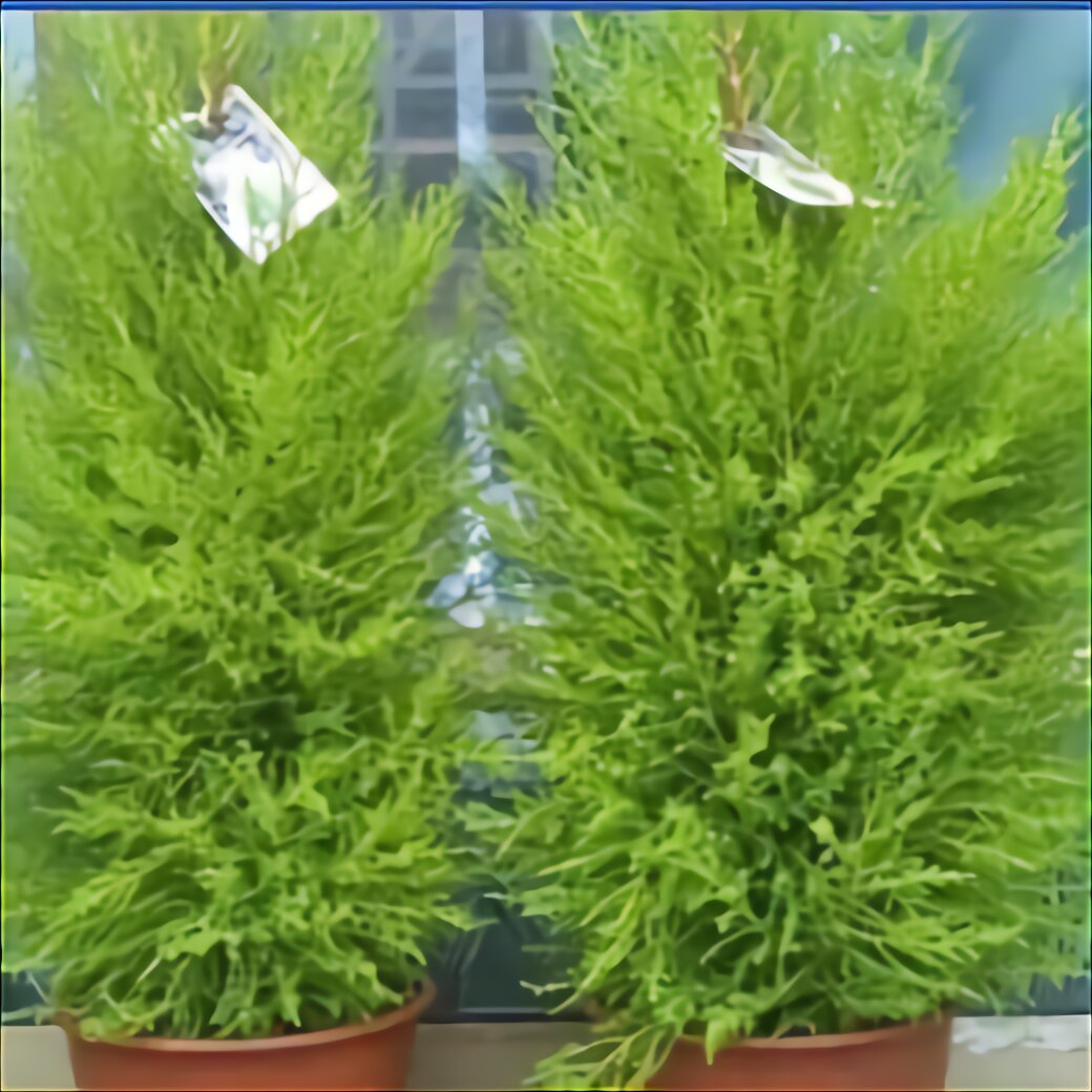 Conifer Trees For Sale In Uk 71 Used Conifer Trees