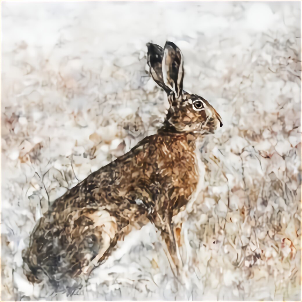 Large Hare for sale in UK | 67 used Large Hares