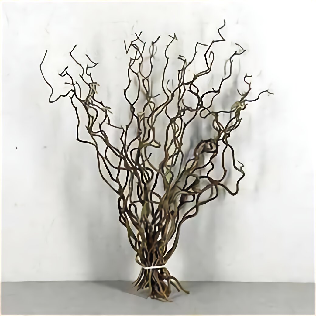 Curly Willow for sale in UK | 41 used Curly Willows