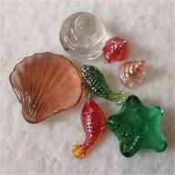 rare sea shells for sale