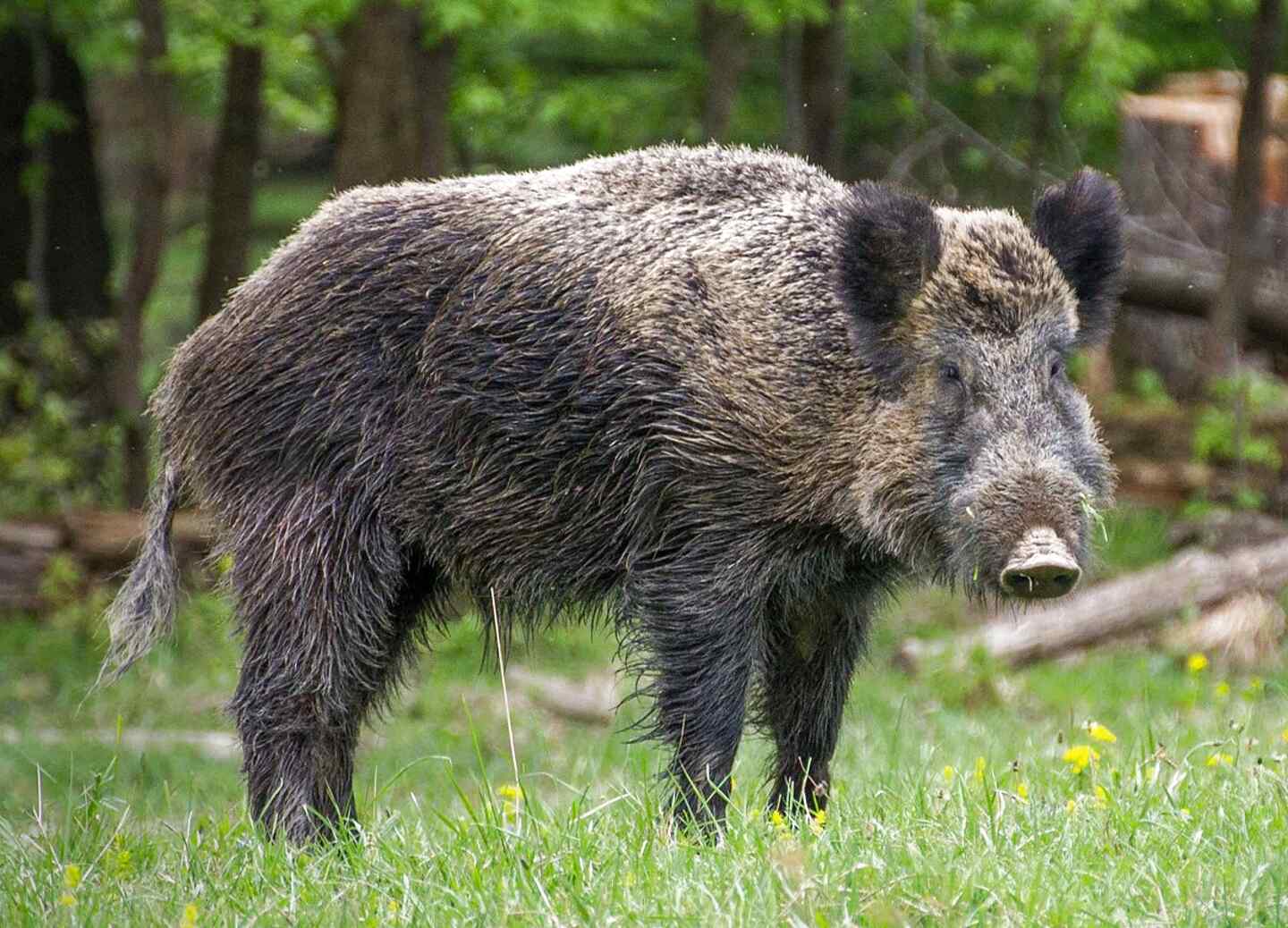 Wild Boar for sale in UK | 62 used Wild Boars