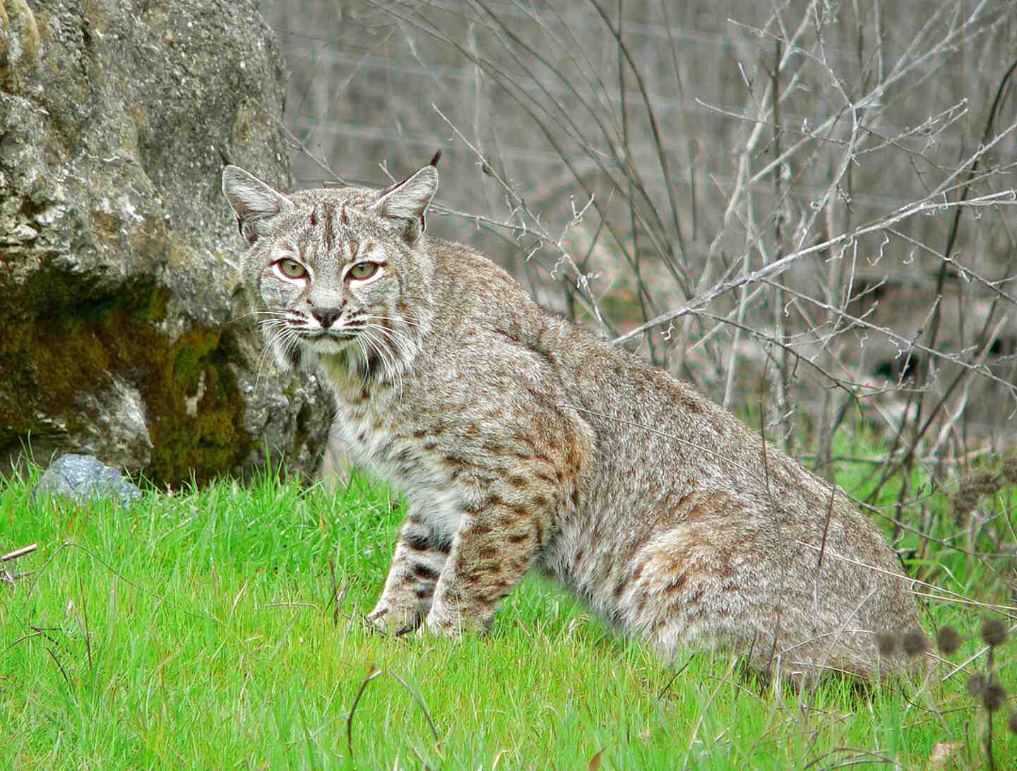 Bobcats for sale in UK | 80 used Bobcats