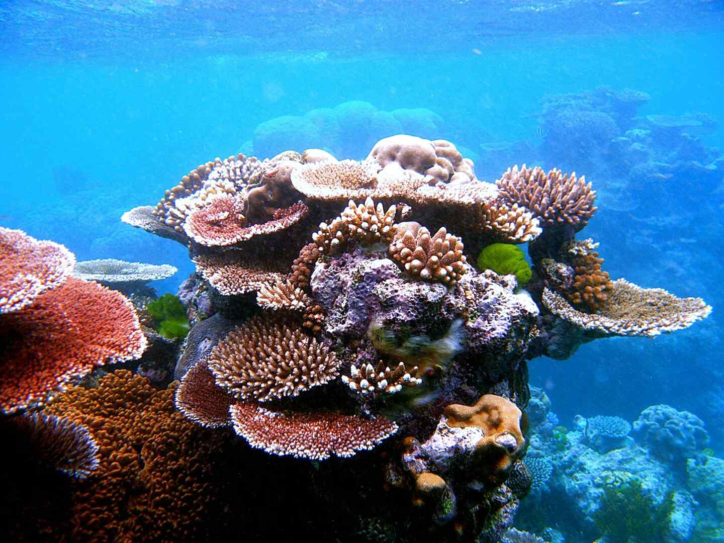 Marine Corals for sale in UK | 89 used Marine Corals