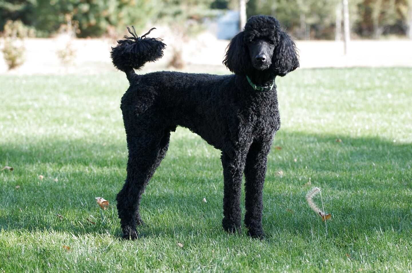 Large Poodles for sale in UK | 77 used Large Poodles