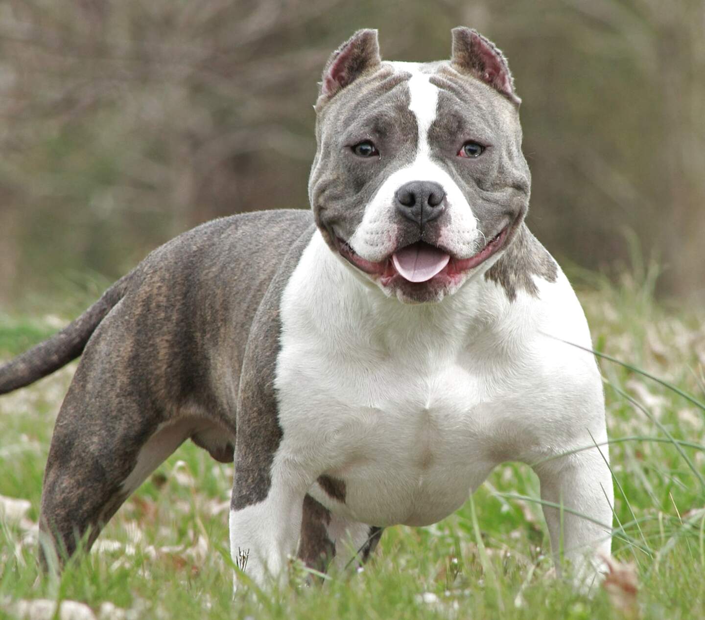 American Pocket Bully For Sale Uk