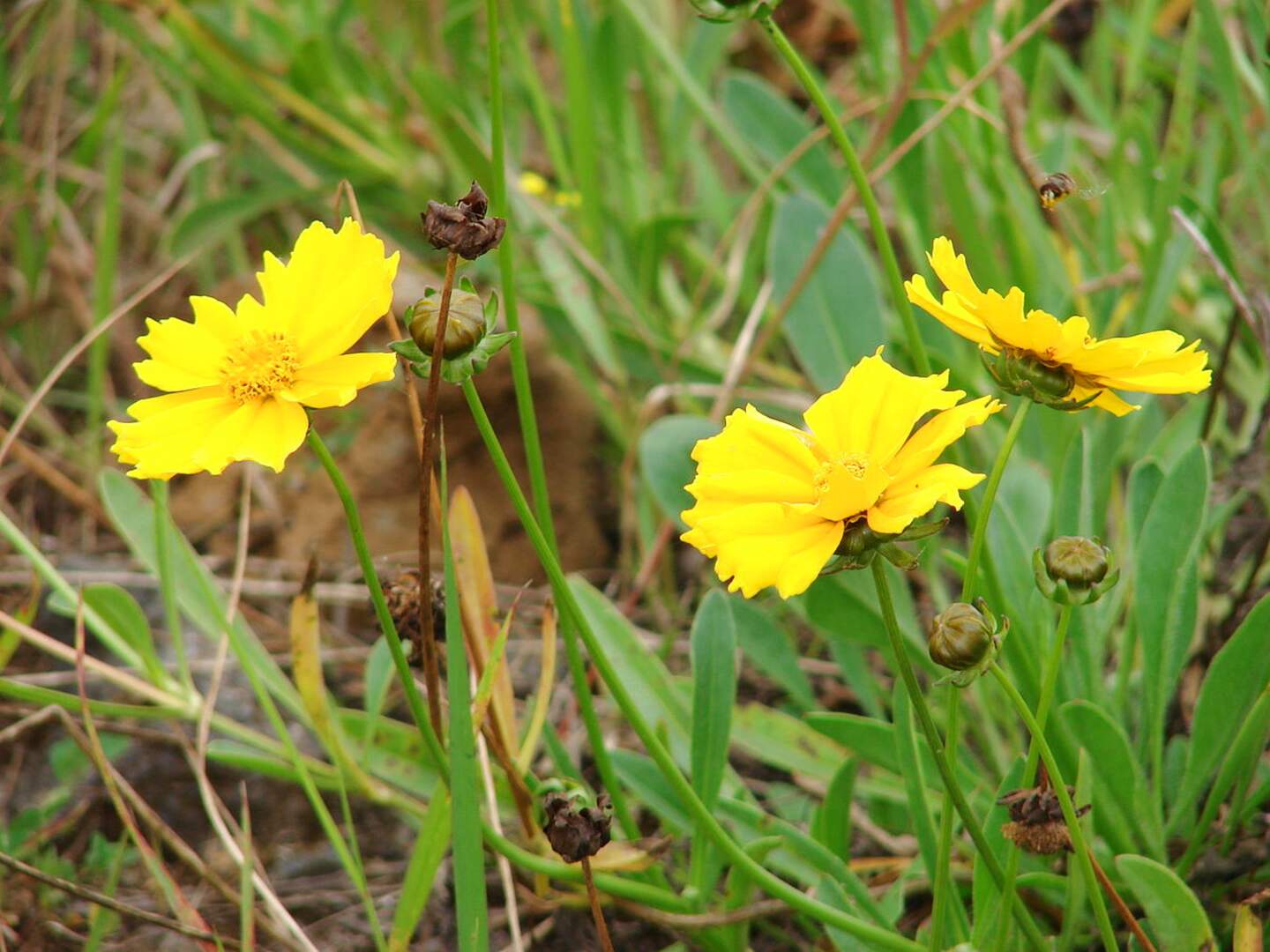 Coreopsis for sale in UK | 61 used Coreopsis