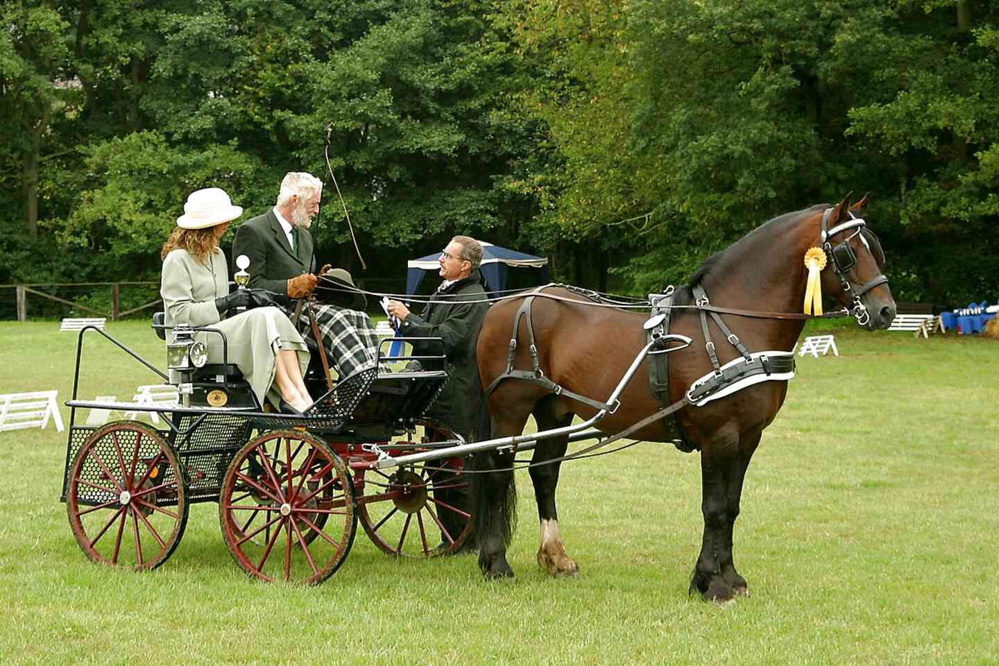 Carriage Driving Horses for sale in UK | 68 used Carriage Driving Horses