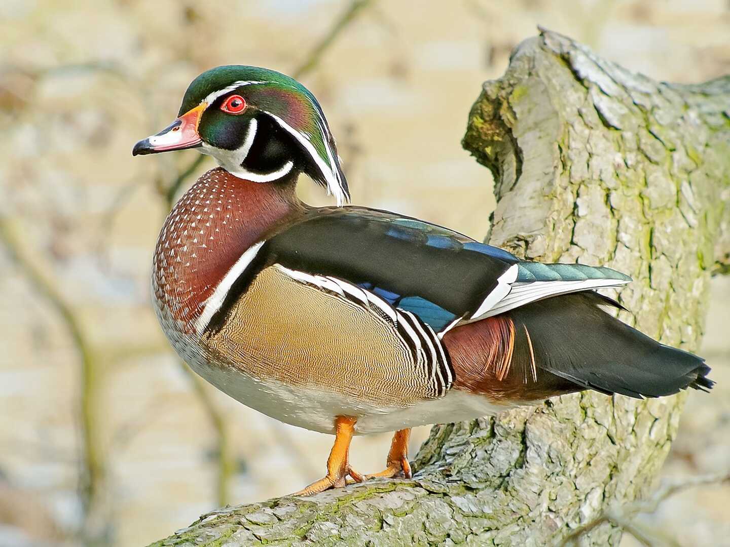 Wood Ducks for sale in UK | 73 used Wood Ducks