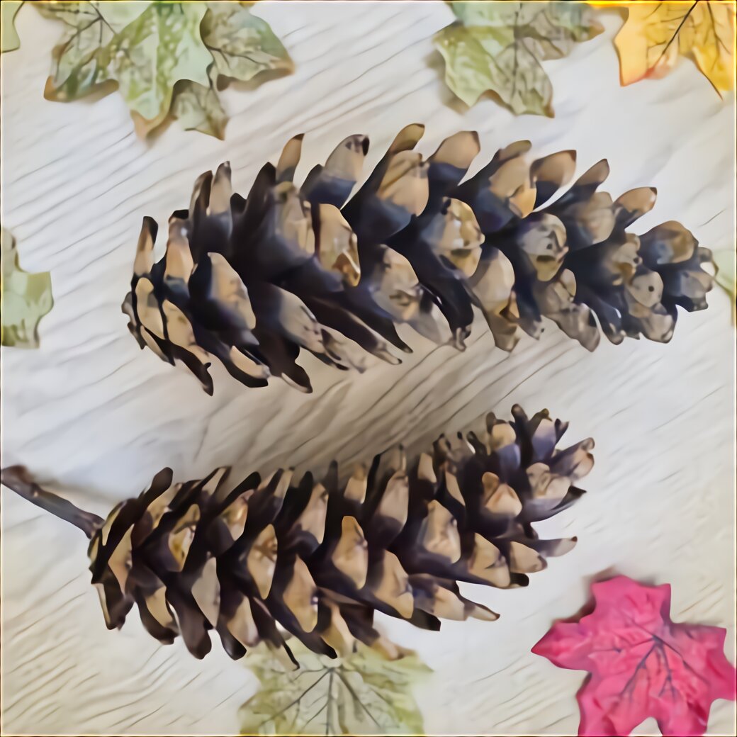 Giant Pine Cones for sale in UK | 46 used Giant Pine Cones