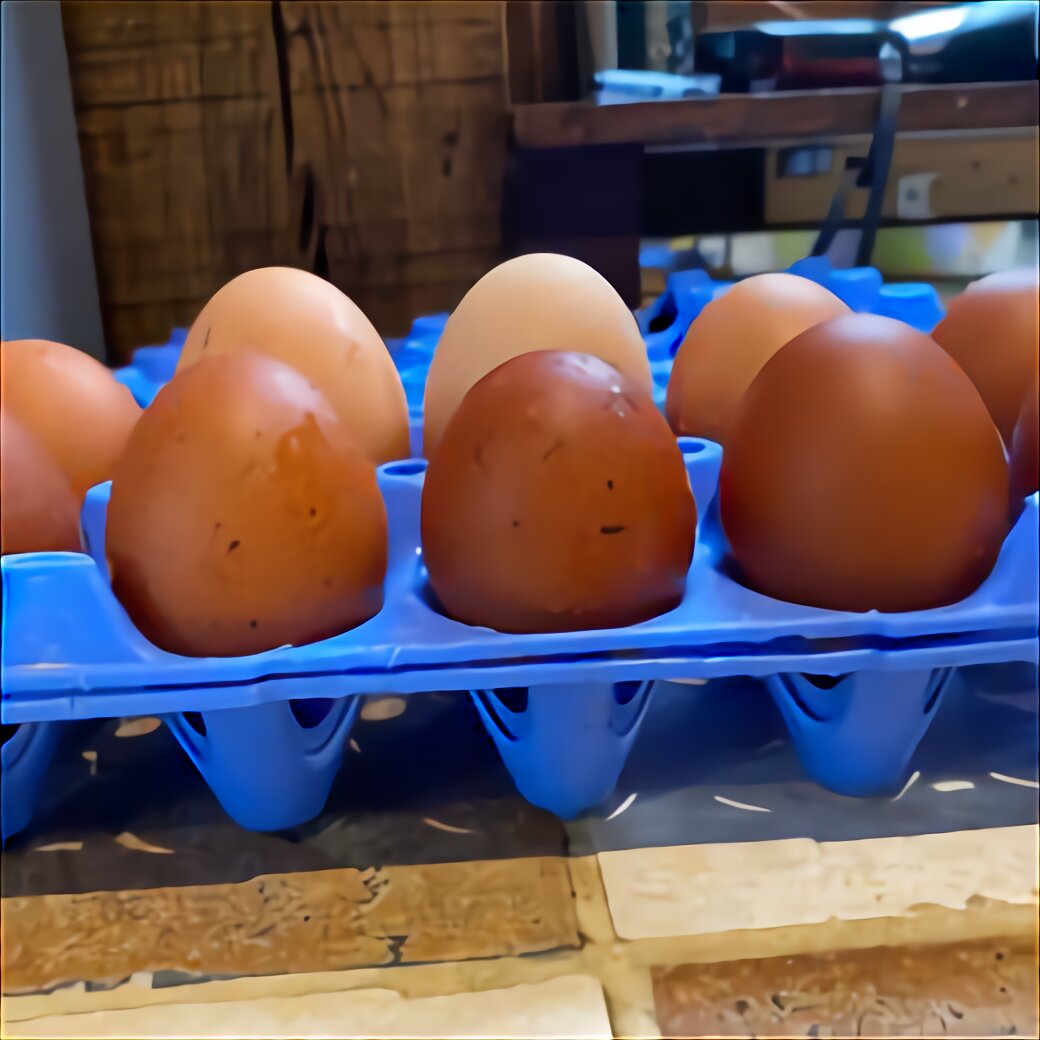 Turkey Fertile Eggs for sale in UK | View 31 bargains