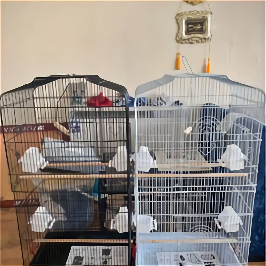 Cockatiel Cages For Sale In UK 92 Used Cockatiel Cages   121059925 384699946029086 8944851190044250912 O Cockatiel%2Bcages 