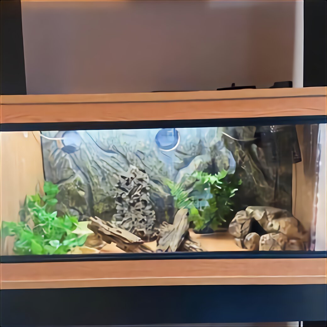 6Ft Vivarium for sale in UK | 70 used 6Ft Vivariums