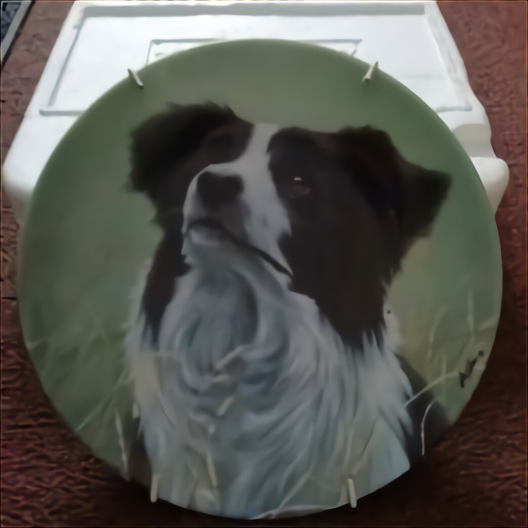 Border Collie Plates for sale in UK | 59 used Border Collie Plates