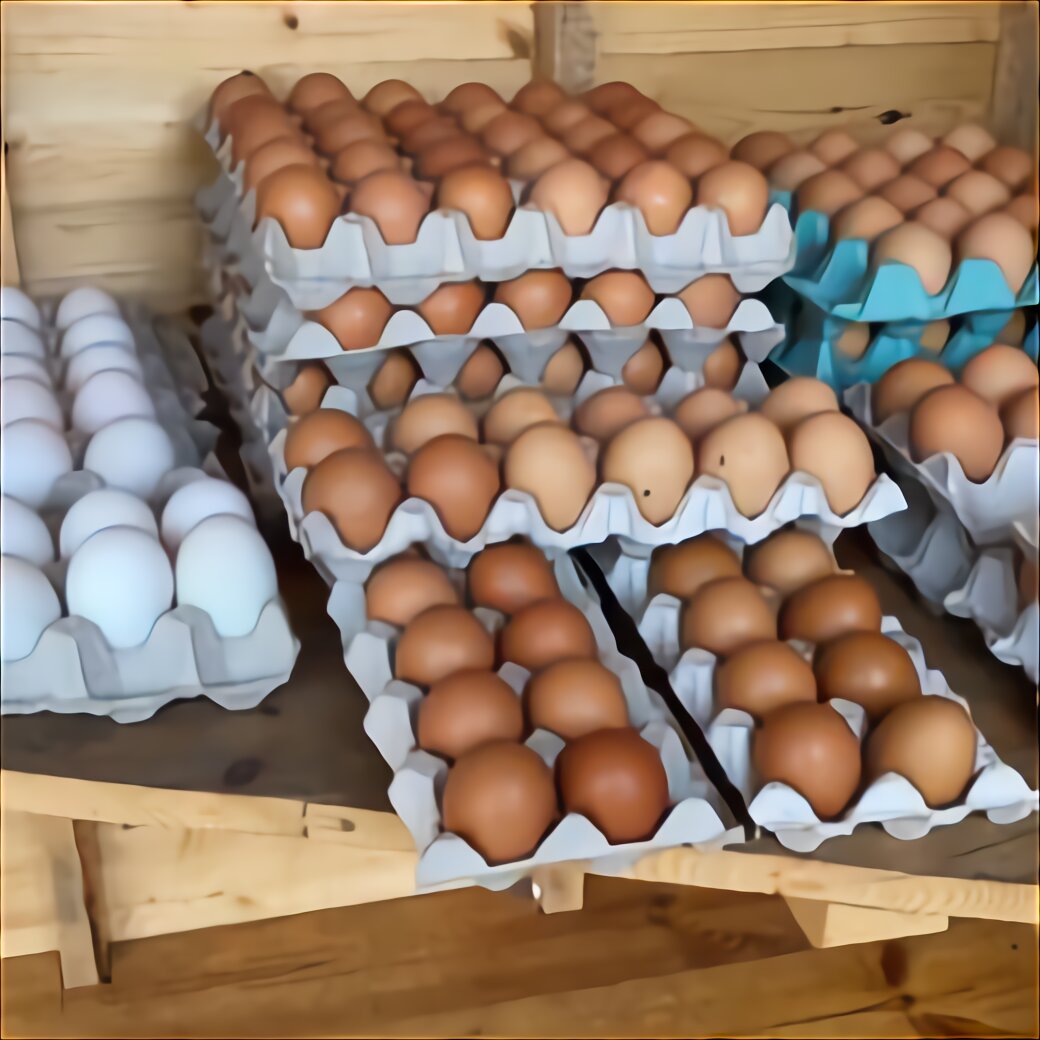 Shamo Eggs for sale in UK | 65 used Shamo Eggs