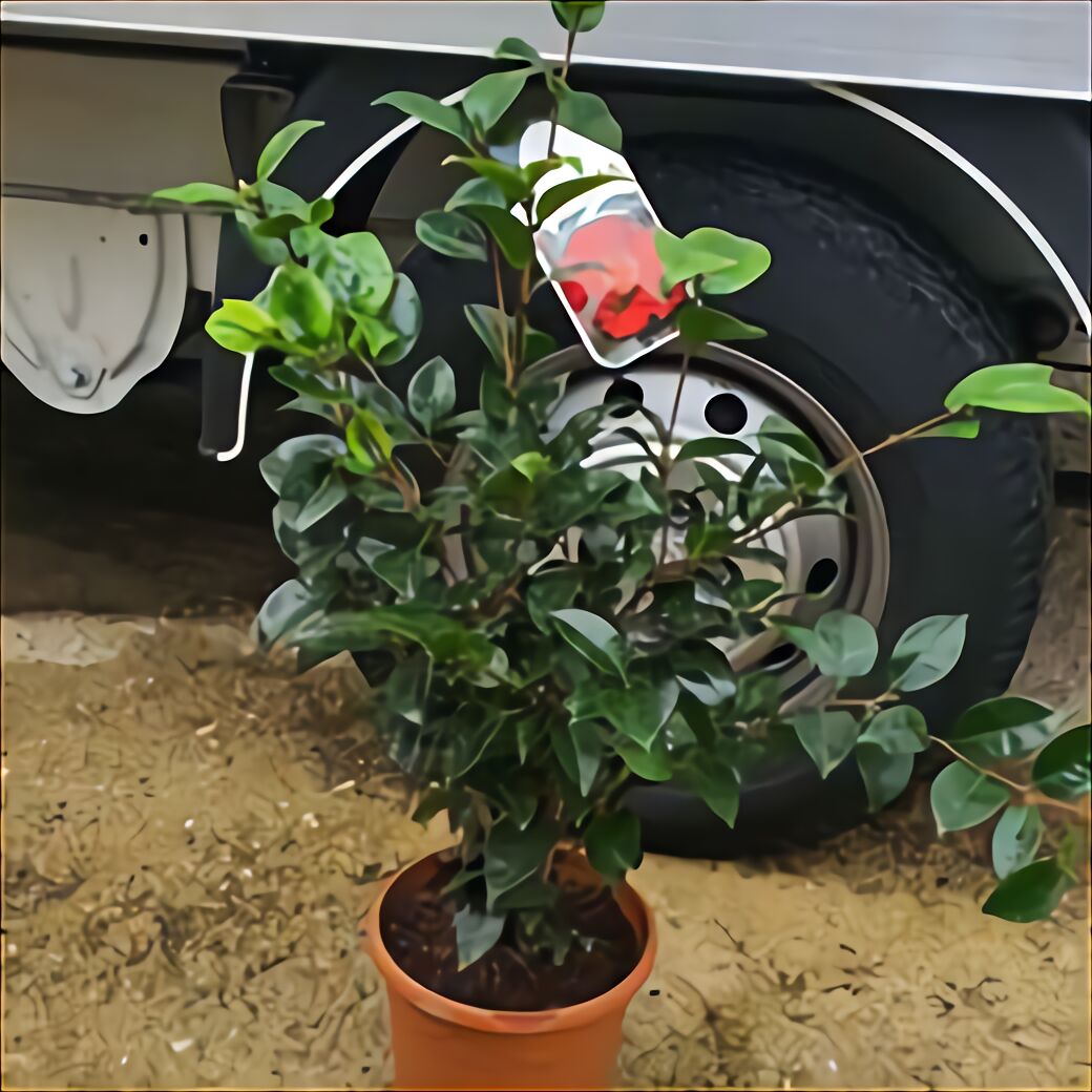 Camellia Sinensis Plant for sale in UK | 32 used Camellia Sinensis Plants