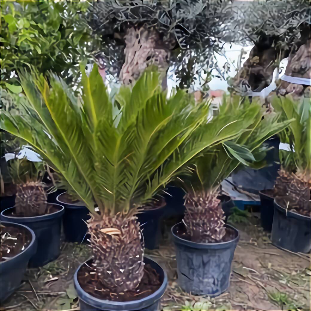 Yucca Plant Outdoor for sale in UK | 54 used Yucca Plant Outdoors
