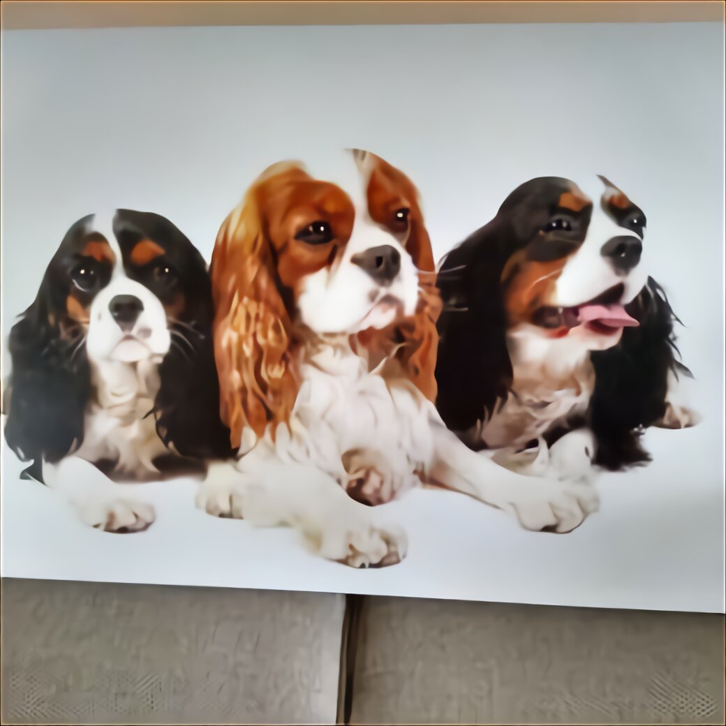 King Charles Spaniel Dog for sale in UK | 87 used King Charles Spaniel Dogs