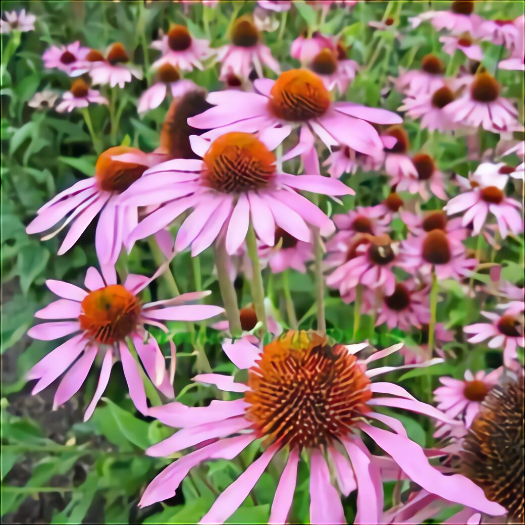 Echinacea for sale in UK | 62 used Echinaceas