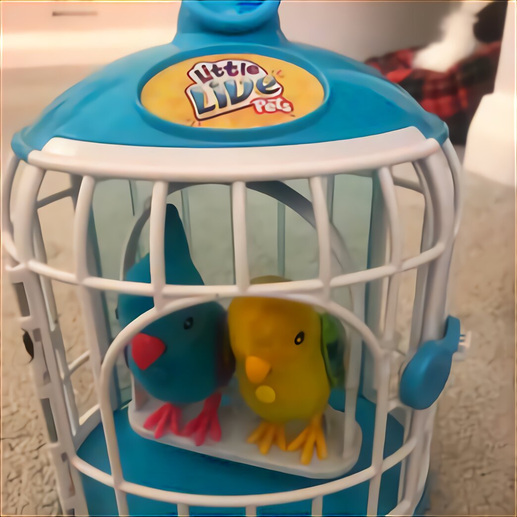 Live Birds for sale in UK | 73 used Live Birds